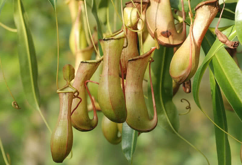 02pitcher plant