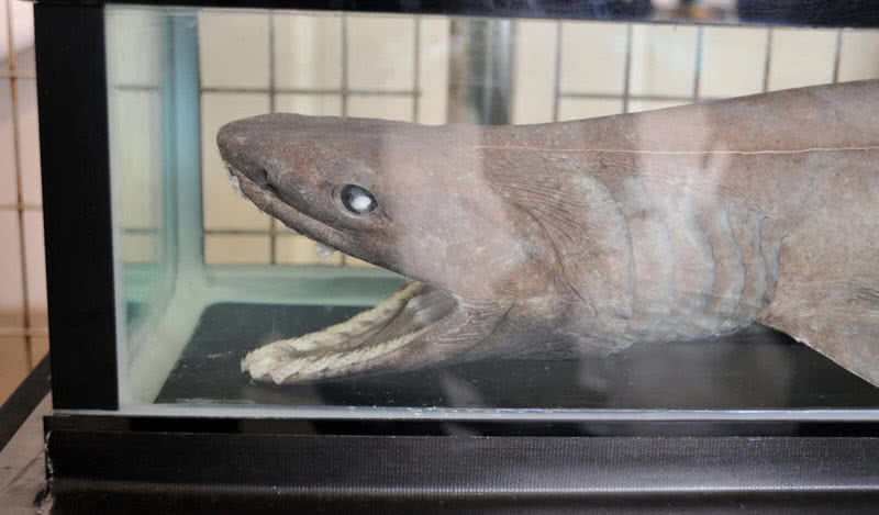 Top 10 Oldest Animal Species On Earth The Mysterious World   Frilled Shark Head 