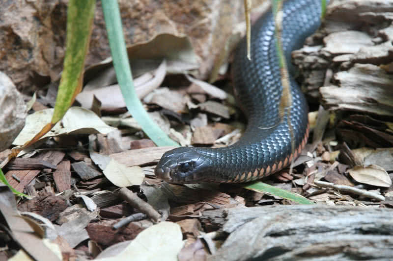 10 Most Poisonous Animals In The World The Mysterious World