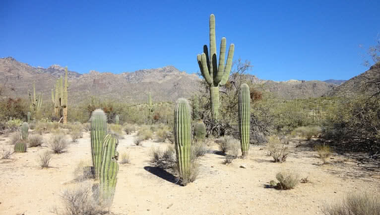 Top 9 Most Mysterious Desert Plants In The World The