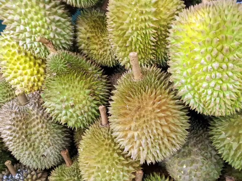 Durian | wikipedia