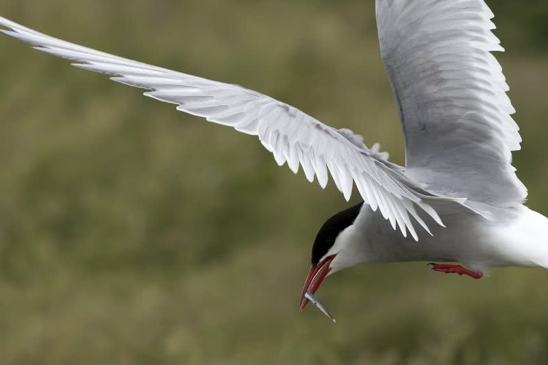 Arctic Tern