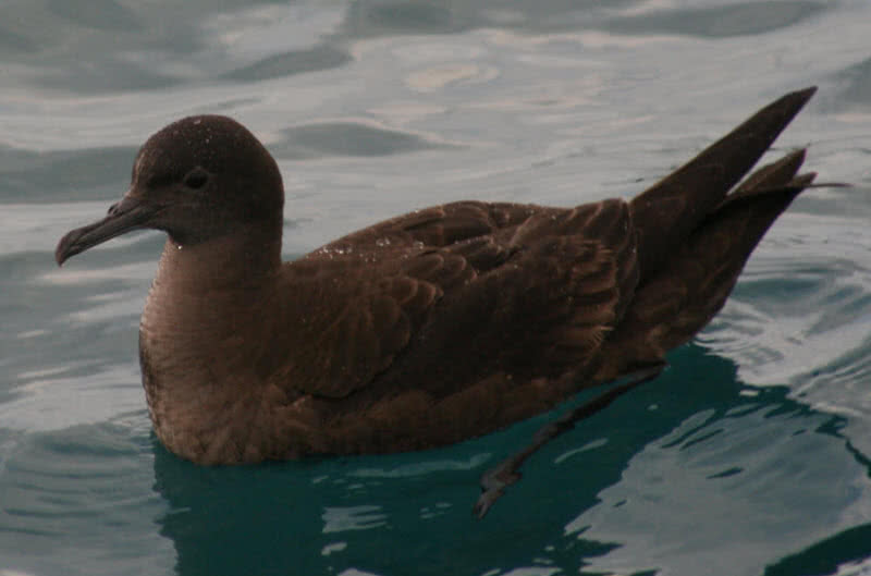 sooty shearwater