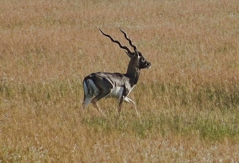 antelope twisty horns