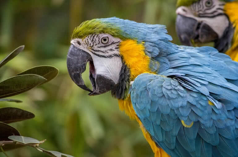 Top 10 Most Beautiful Parrots In The World - The Mysterious World