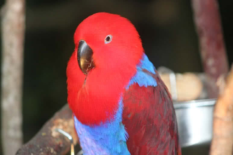 Top 10 Most Beautiful Parrots In The World - The Mysterious World