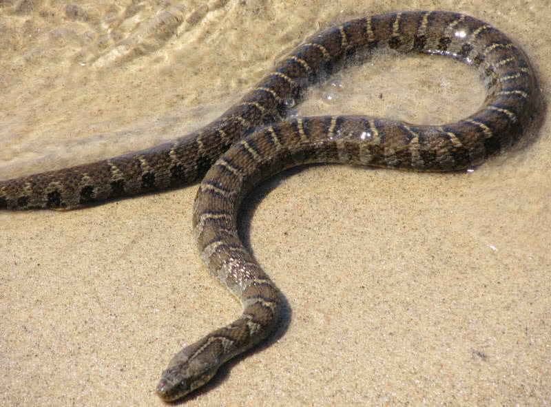 Top 10 Non-Venomous Snakes In The World - The Mysterious World