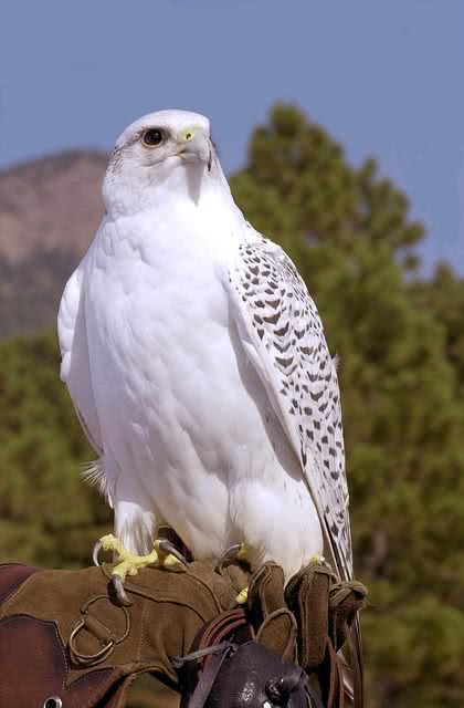 gyrfalcon