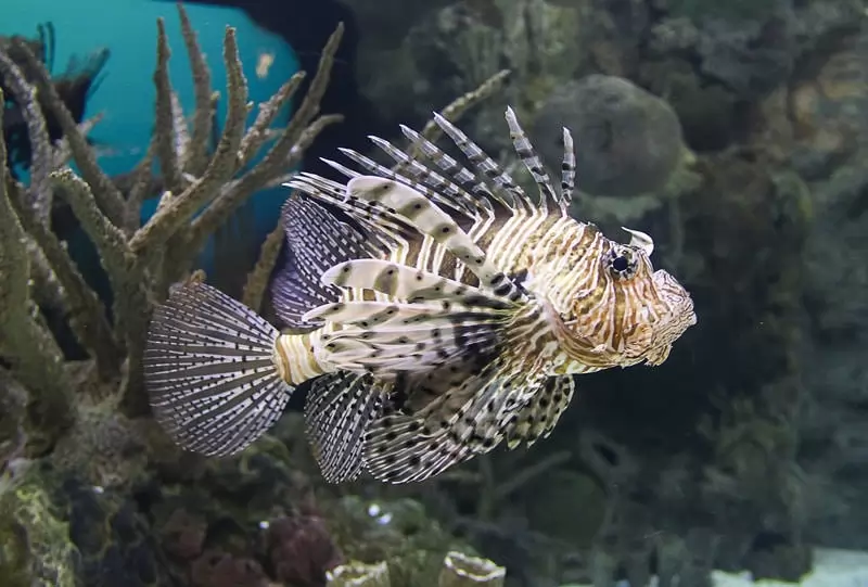 10 Ikan Paling Berbahaya Dan Mematikan Didunia Kaskus