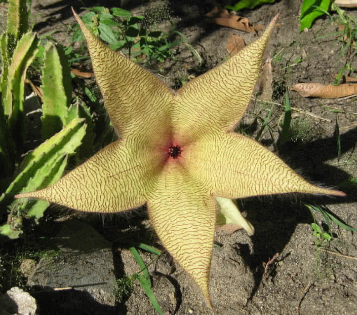 top-10-worst-smelling-flowers-in-the-world-the-mysterious-world