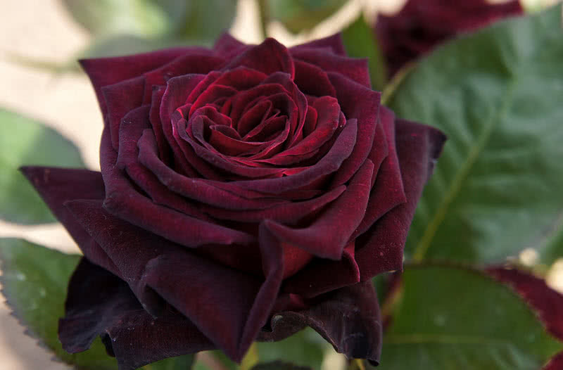 10 Most Beautiful Roses For Your Garden The Mysterious World