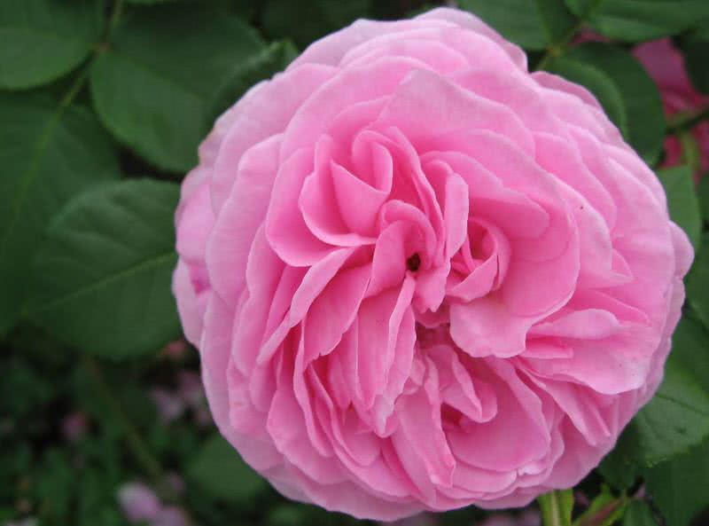 10 Intensely Fragrant Roses To Plant In Your Garden The Mysterious World