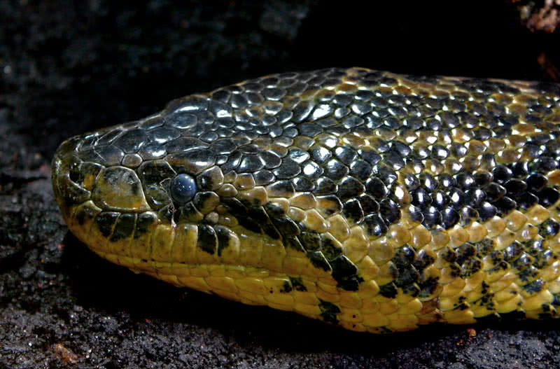 Anaconda زرد