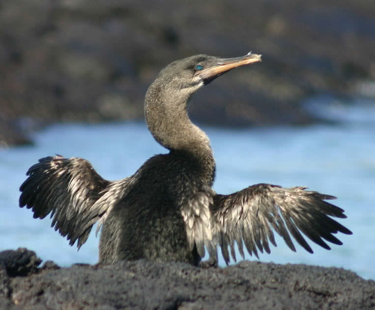 10-amazing-flightless-birds-in-the-world-the-mysterious-world