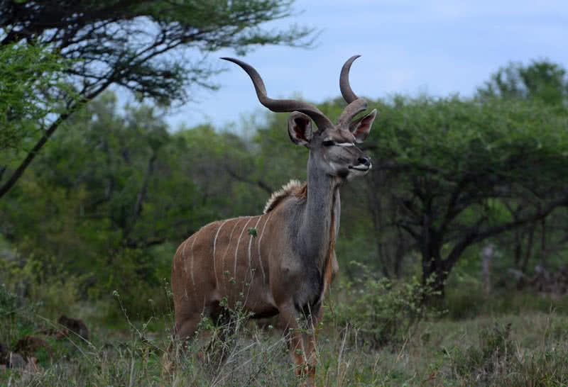 بیشتر kudu