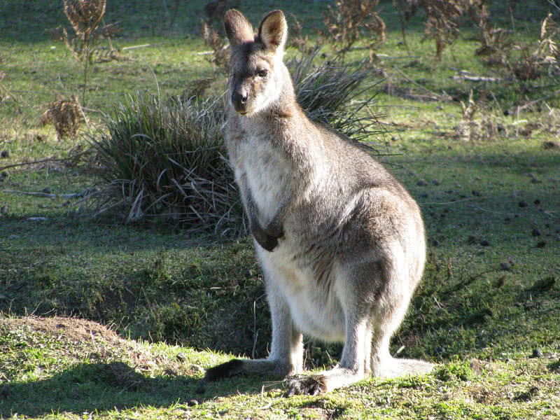 Top 9 Amazing Australian Animals The Mysterious World