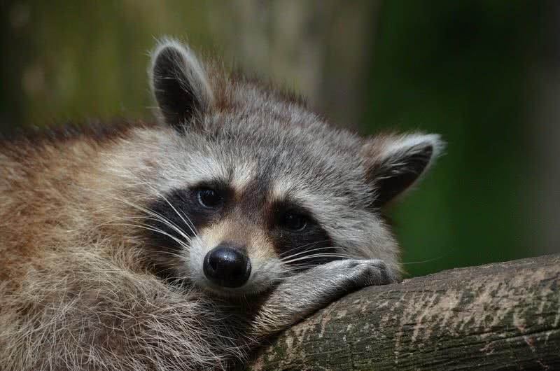 Are raccoons dangerous to humans?