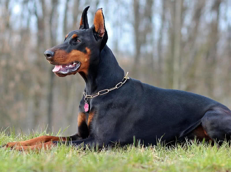 Top 10 Best Guard Dogs For Security- The Mysterious World