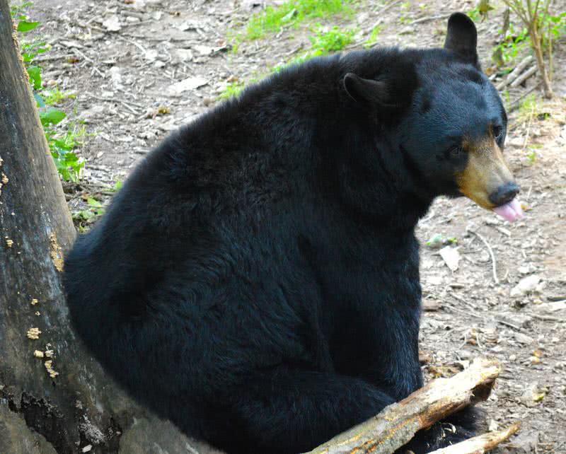 خرس سیاه آمریکا