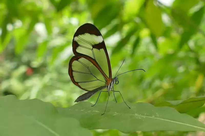 https://cdn.themysteriousworld.com/wp-content/uploads/2017/08/glass-wing-butterfly.webp