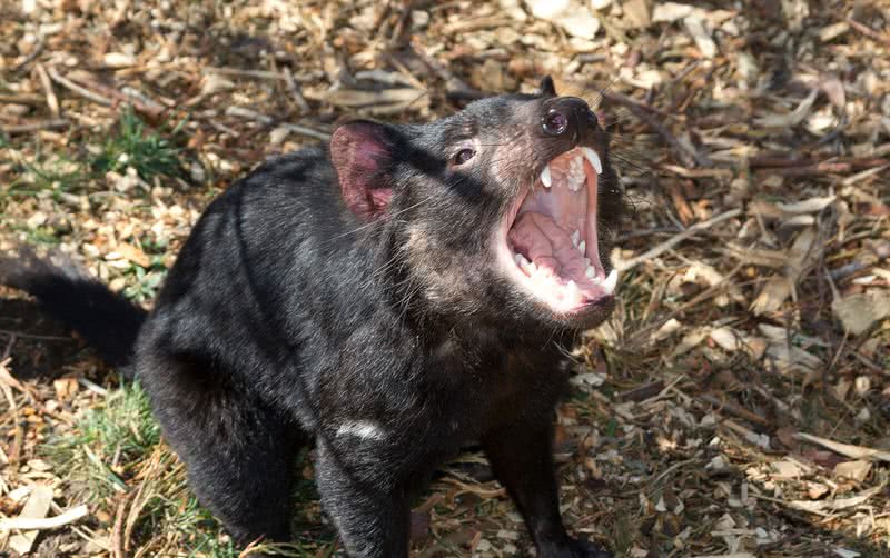 tasmanian devil